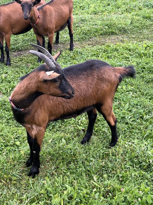 Vand 6 caprite alpine franceze