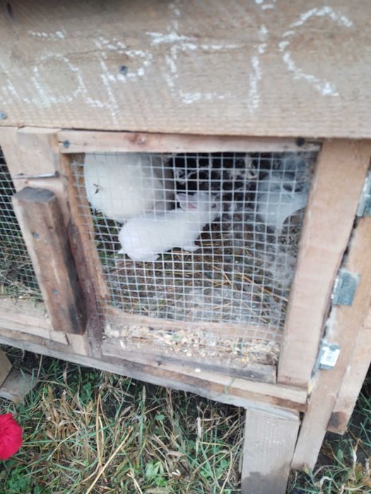 Iepurași de vânzare