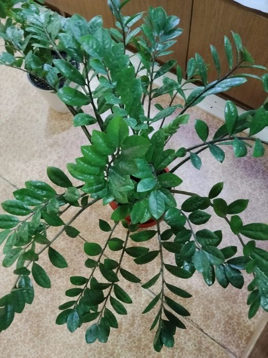Комнатные цветы