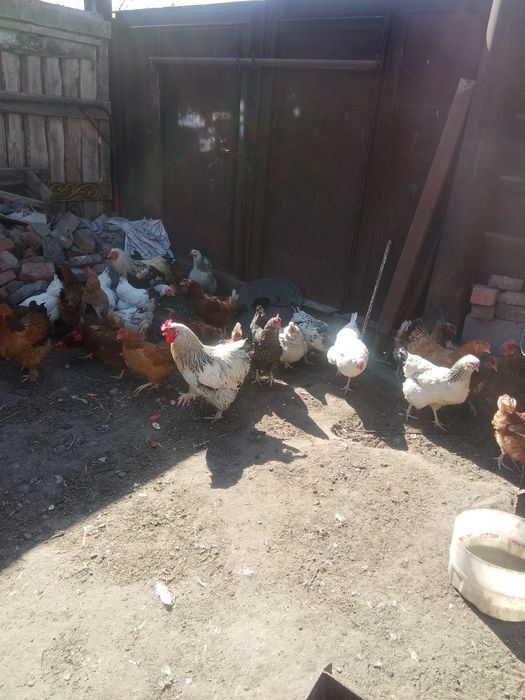Продам домашних цыплят