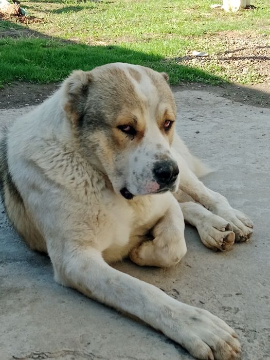 Супер гигант Алабай.