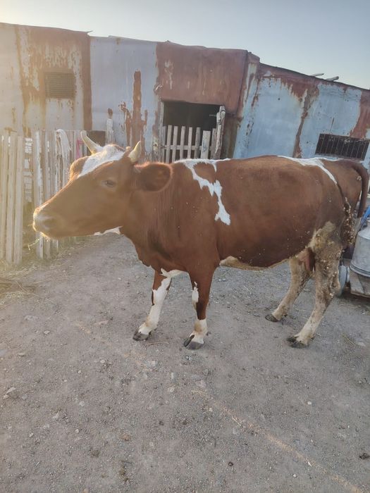 Сиыр сатам. Продам корову
