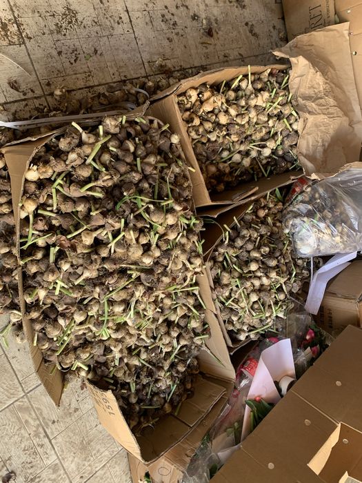 Луковица тюльпан