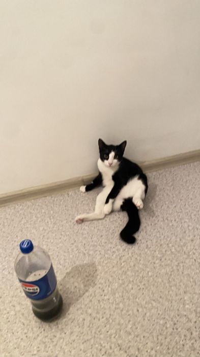 Кот домашный активный молодой