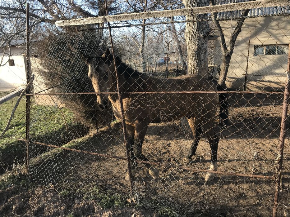 Айғыр сатылады жақсы ат !