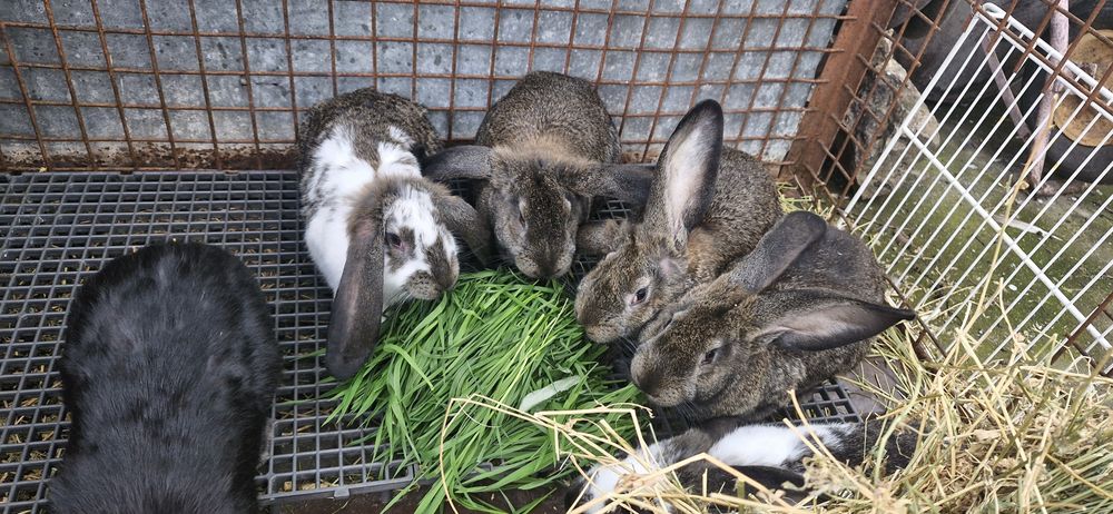 Vând iepuri,metis ug cu fluture