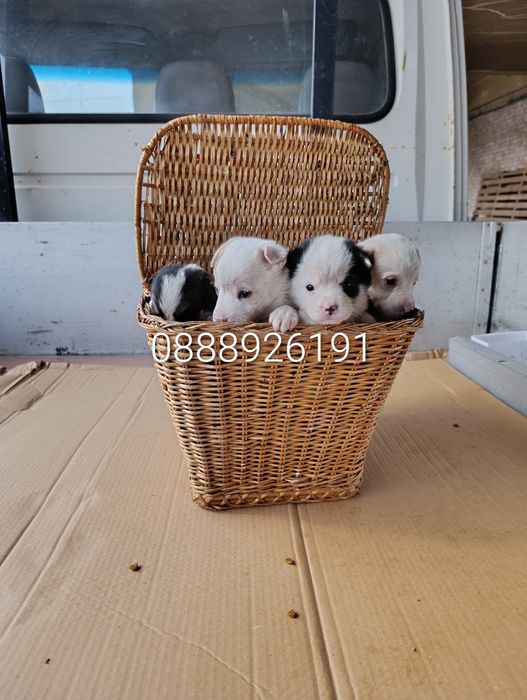 Нова,подобрена българска порода.Безплатна доставка и подарък