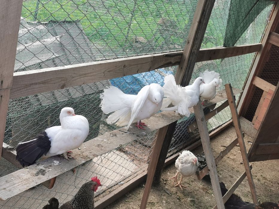 Fazani maturi și pui de fazan de vânzare