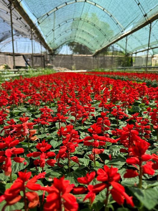 Bahorgi ekish uchun gullar keng asartiment