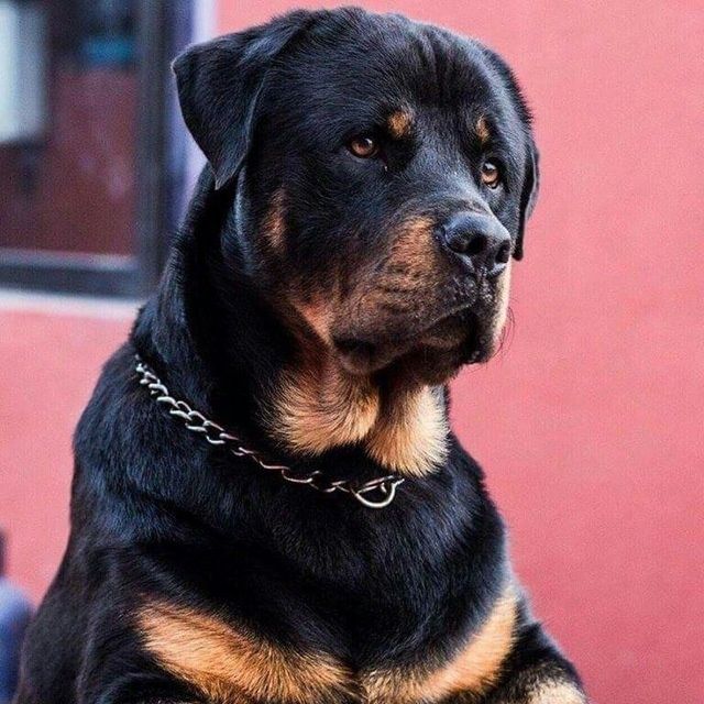 Продаются щенки ротвейлера