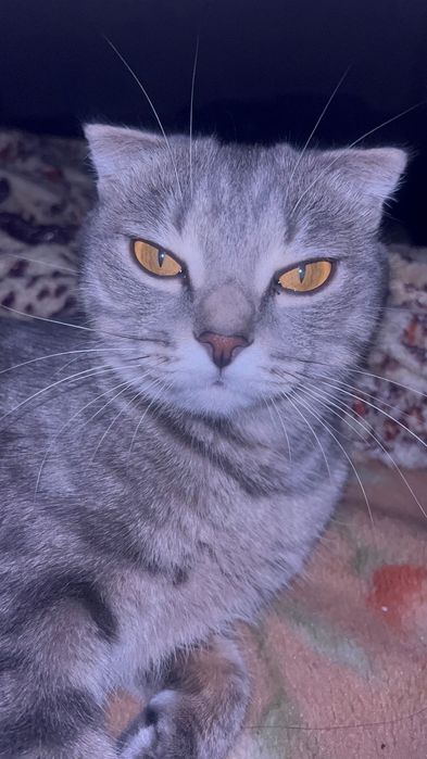 отдам взрослую кошку