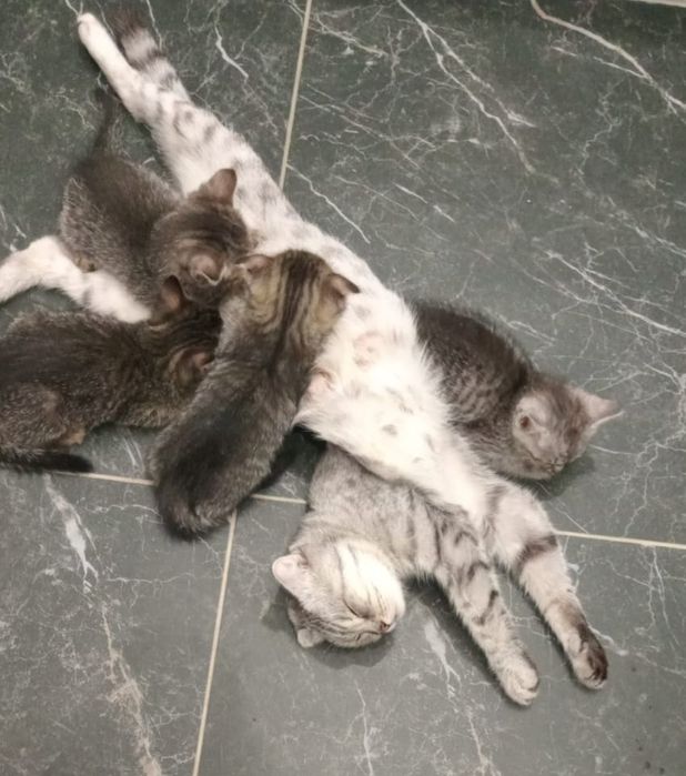 Шотландские котята