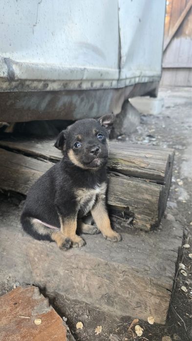 Щенок в добрые руки