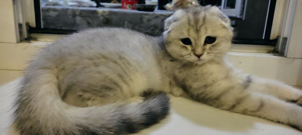 Продается шиншилла, девочка 2,5 месяца