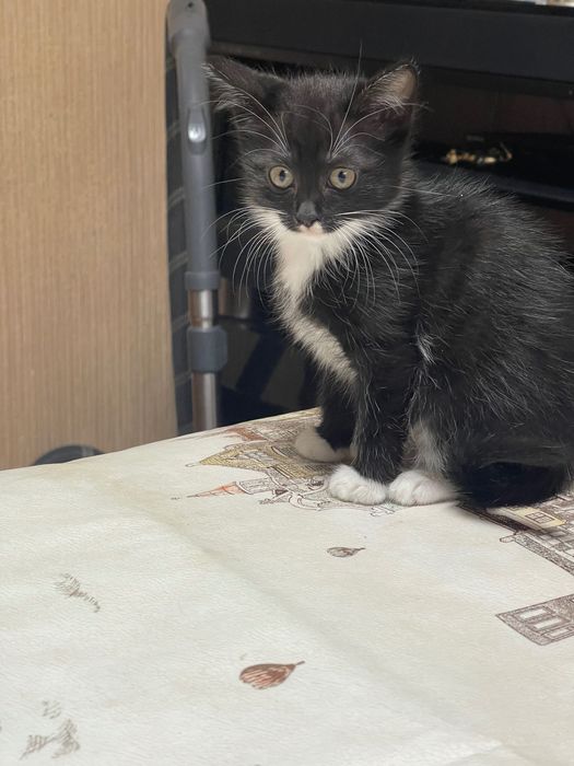 Котята в надежные руки