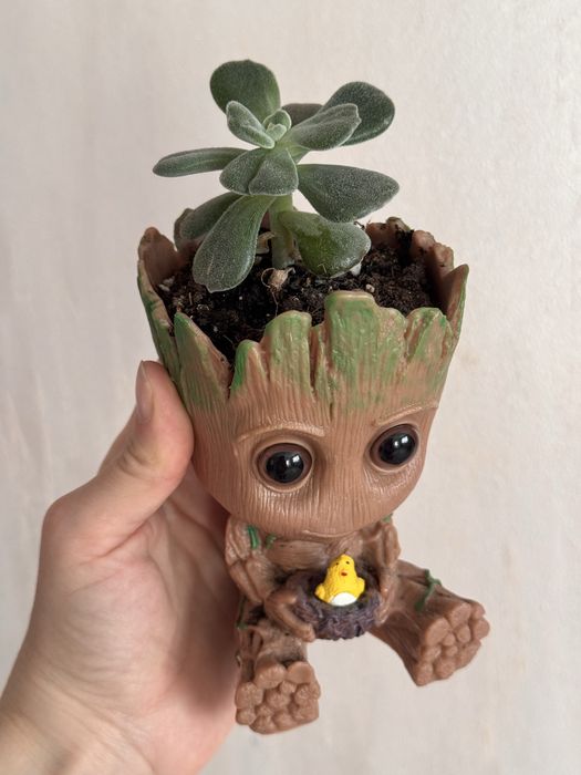 Комнатные растения интерьерные суккуленты