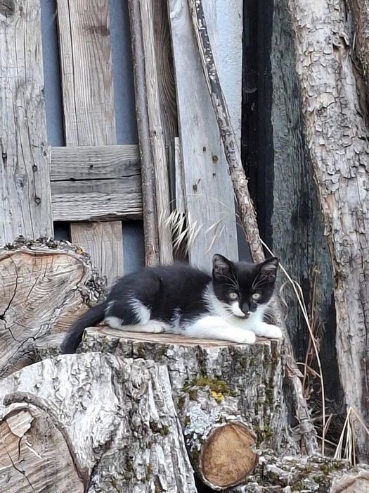 Спешно подарявам мъжко коте