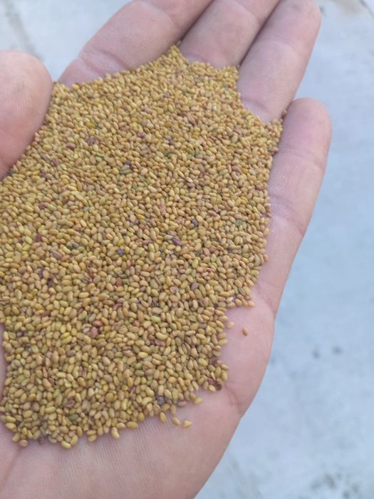 Sămânță Lucerna selectată recolta 2025 cu acte pt APIA