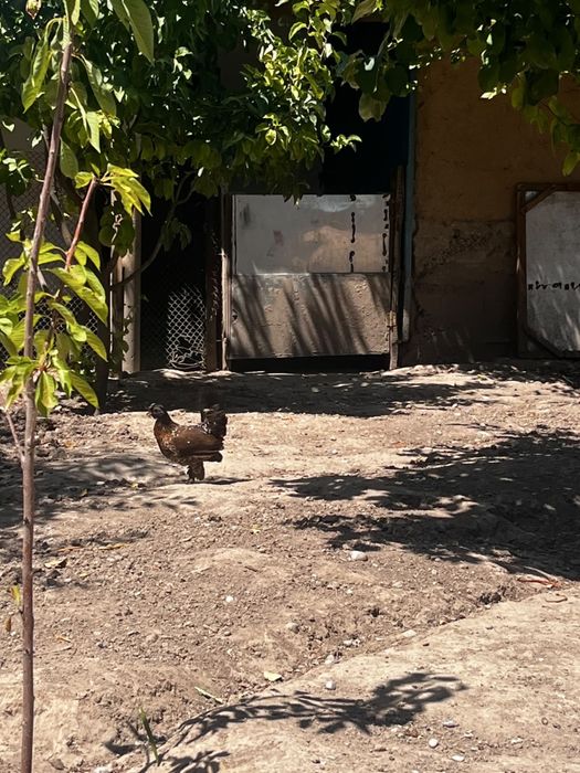 Продаются Японские куры