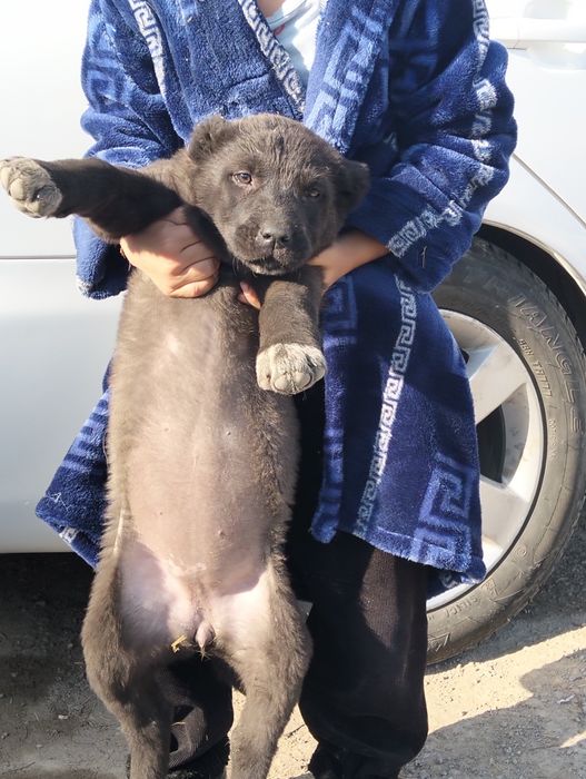 Кушиктер сатылады