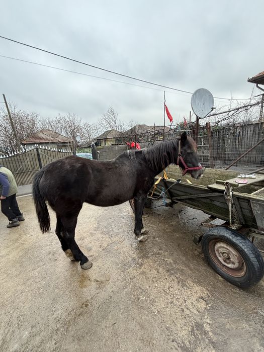Vând iapă – sănătoasă, blândă și bine îngrijită