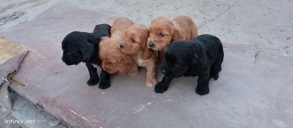 Angliski spanel bollari sotiladi zoti cizti