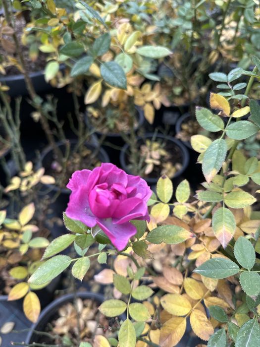 Атиргул сотувда