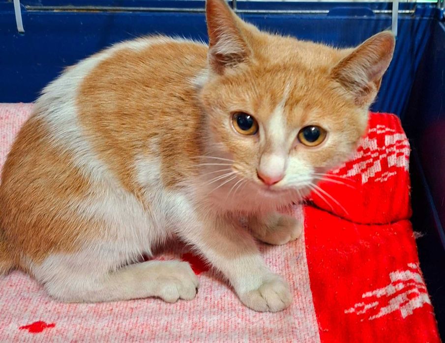 Adoptie pisica pui roscat Spiridon