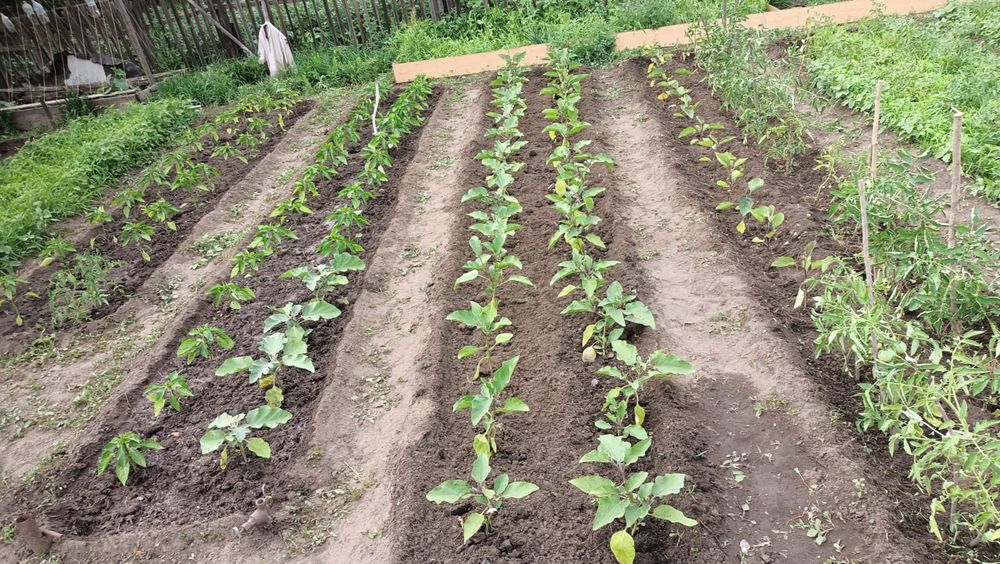 Продам дачу сад Меллиоратор