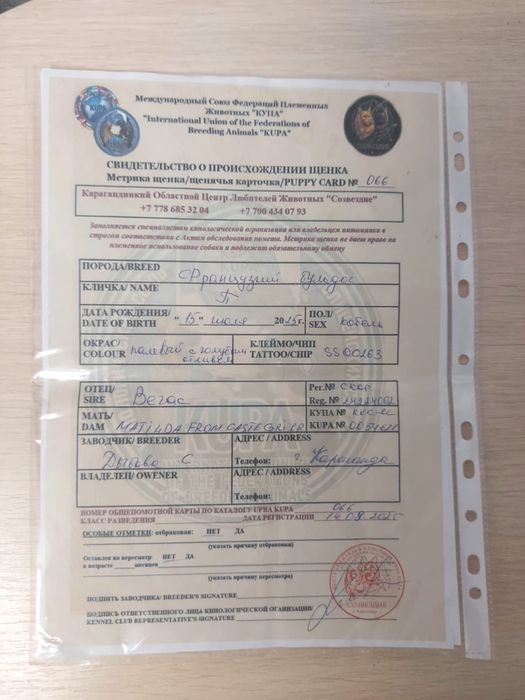 Продам французкого бульдога