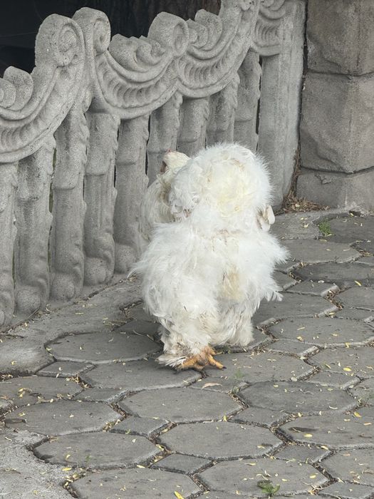 Кохитинцы молодые с европы..