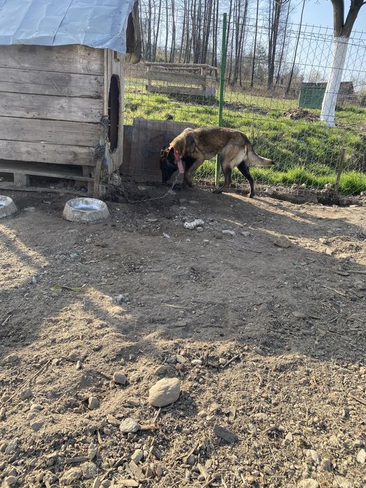 Vand femela Belgian Malinois