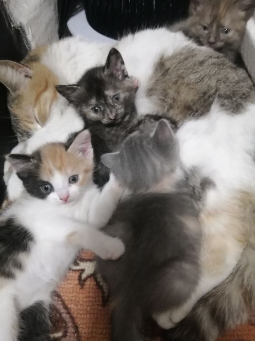 Отдам котят в добрые руки