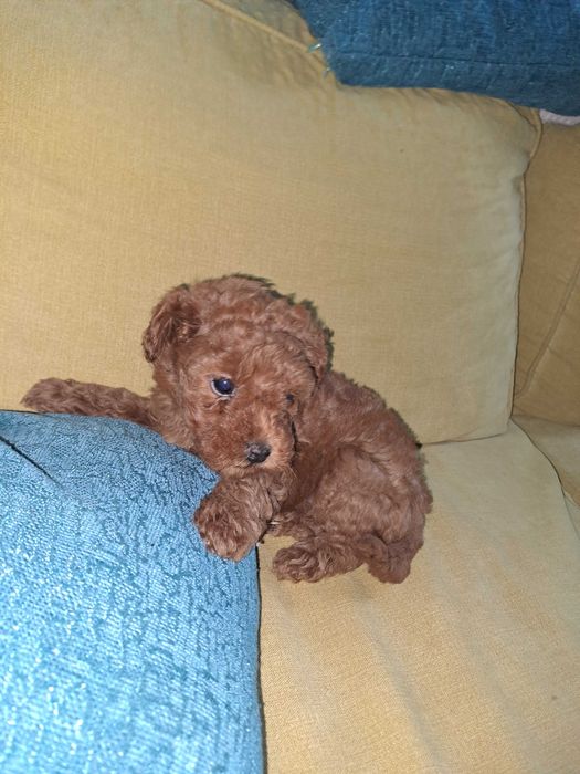 Той-Мини Пудел Ред -Априкот