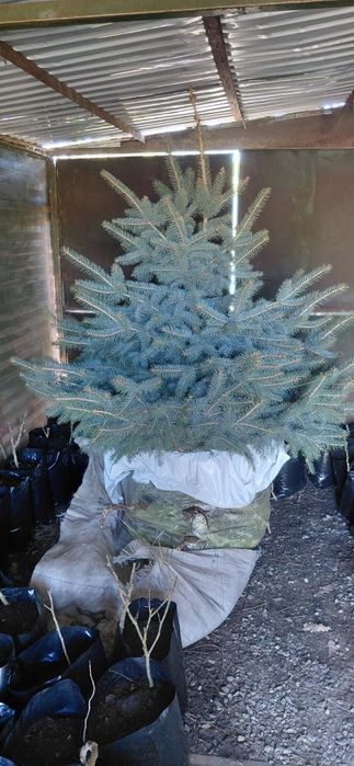 Продам Ель с комом 150кг