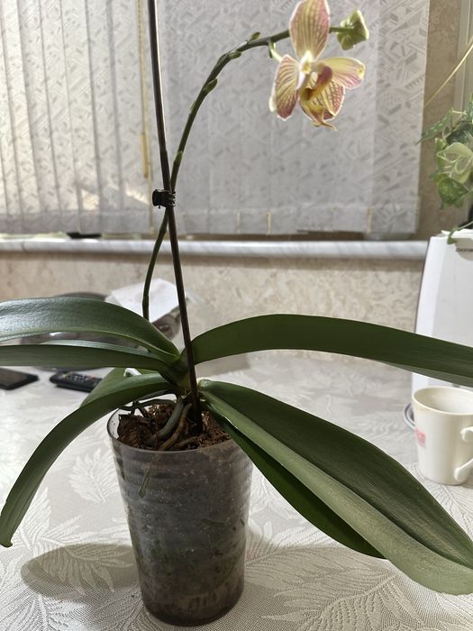 Продается архидея