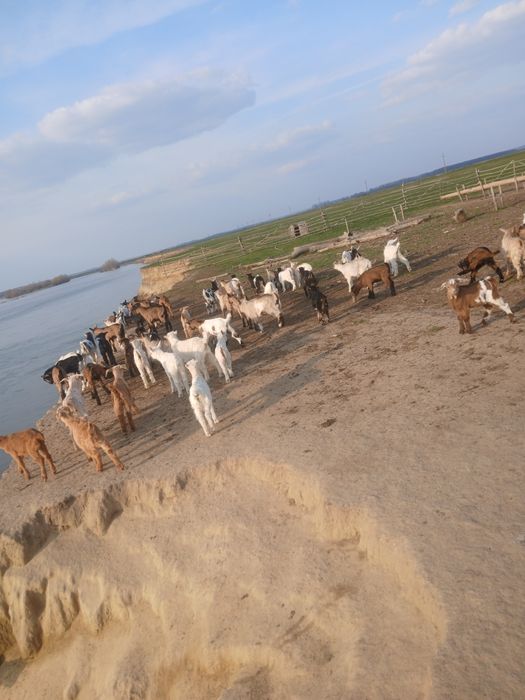 Vând iezi pentru taiat