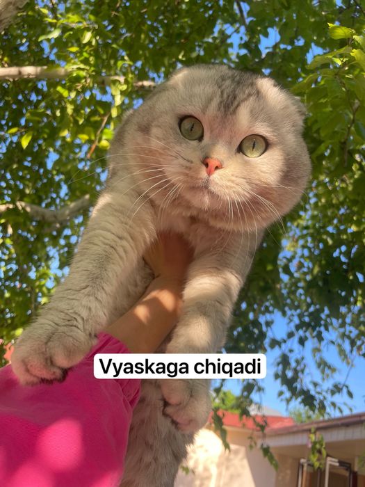 Vyaskaga chiqadi