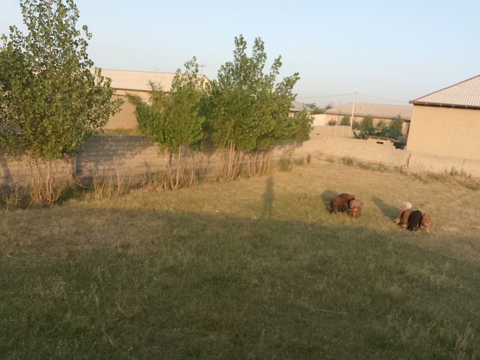 Yer uchastka Uy joy sotiladi qorateri qishlogʻi