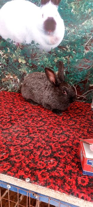 Кролики Полтавской серебро