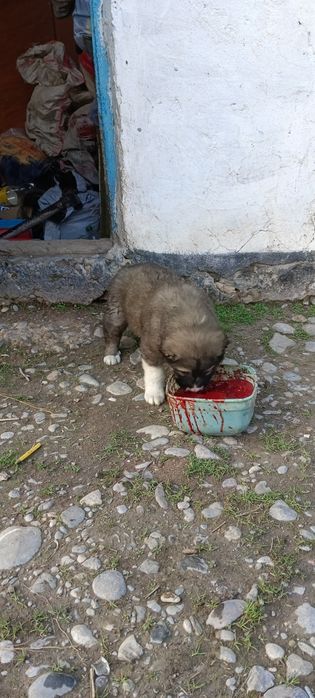 Күшіктер сатылады