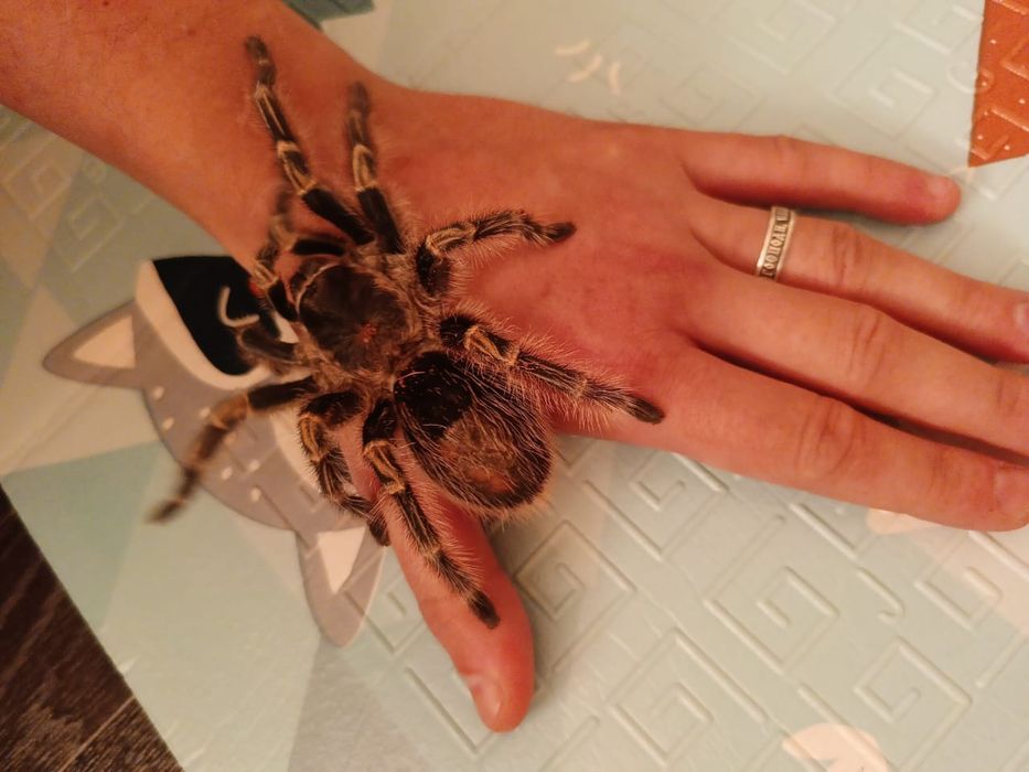 Продам Паука птицыеда