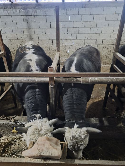 Бычки 15 голов  продам в круг