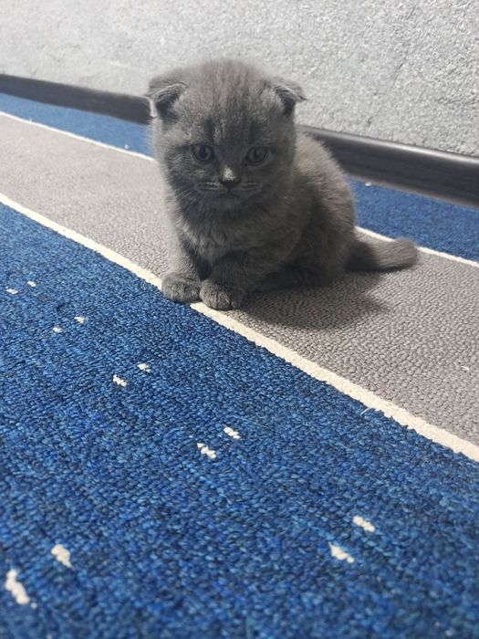 Britanski fold mushuklar sotiladi