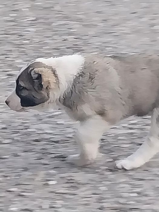 Кушик тобет щенок [самка]