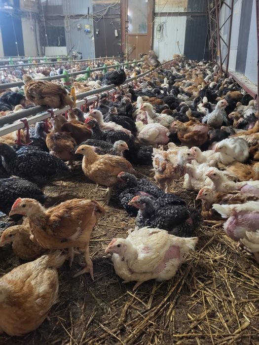 Puii de carne și rasa mixta