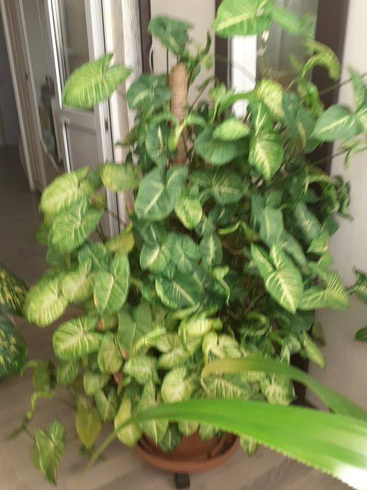 Комнатные  цветы