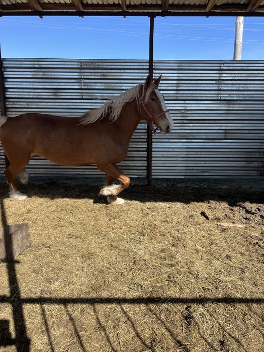 Продам кобылу лошадб