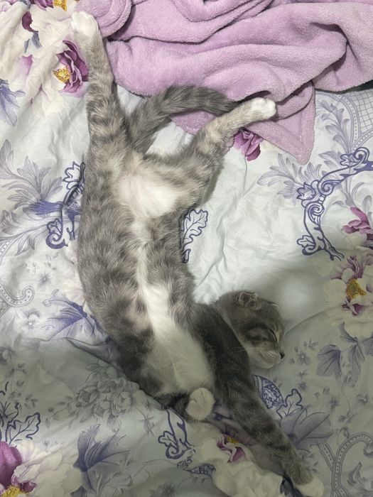 Кошка шотландская