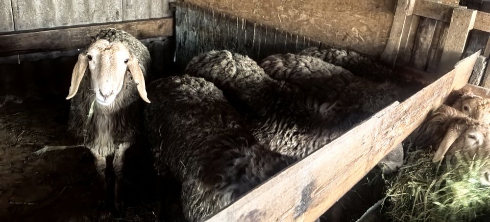 Семіз тоқты қошқарлар